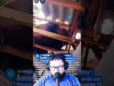 Que BARBARIDADE! Boi DESPENCA No Meio Da SALA Enquanto Homem Via TV