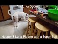 Hopper Playing With A Giant Super Ball November 2018