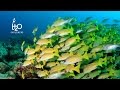 Diving Mirihi Housereef 2016 (HD) - South Ari Atoll -- Tauchen am Mirihi Hausriff, Malediven