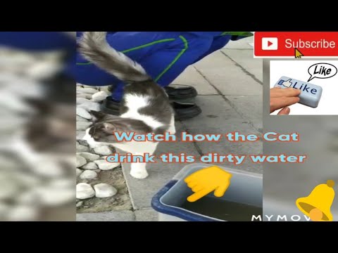 Watch how do Cat drink Dirty Water from the Bucket