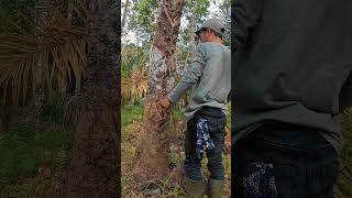 Download lagu jangan pernah malu jadi petani karet #petaniindonesia mp3 Download lagu jangan pernah malu jadi petani karet #petaniindonesia mp3