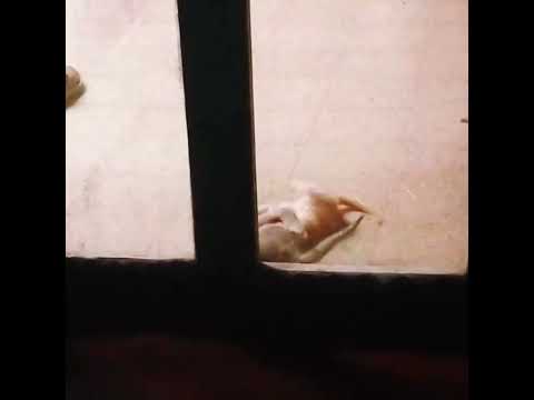 A very beautiful scene filled the mind..