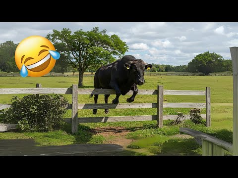 Animais de fazenda espertos e engraçados.
