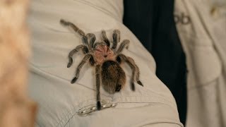 How to Identify, Treat & Prevent Illness | Pet Tarantulas