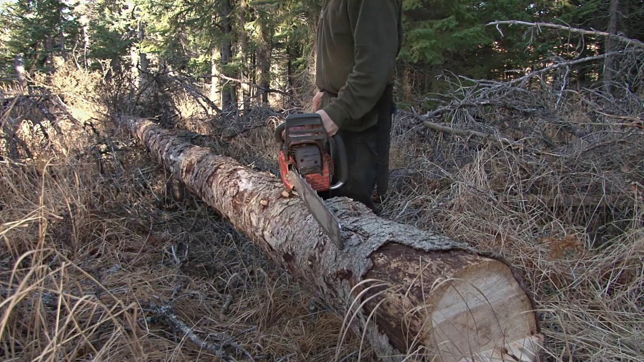 Precision Tree and Landscape
