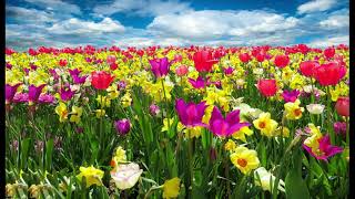 Download lagu PUSSYWILLOWS CATTAILS with Lyrics by Kenny Rankin mp3