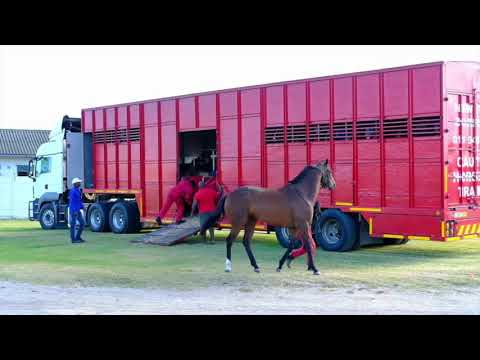 Crawford Runners on the Eve of the 2019 Sun Met