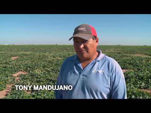 Meet a Farmer | Pecos Cantaloupes