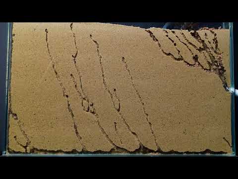 Ant sand farm and more   compilation #1