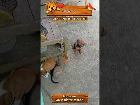 Vídeo de cachorros