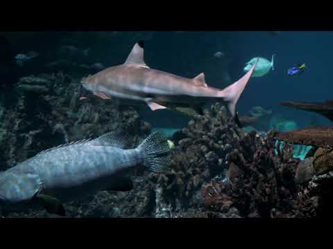 Well-Being and Inner Peace – Relaxing Music and Sounds of Nature For a Light and Calm Mind