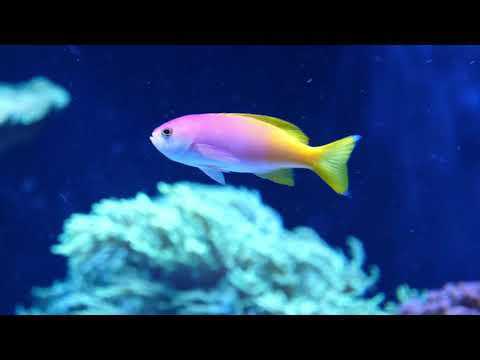 4K Stunning Underwater Wonders of the Red Sea + Relaxing Music - Coral Reefs & Colorful Sea Life