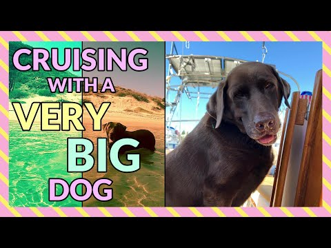 Cruising with a VERY BIG dog - Ep25 | Sailing Stella J - Cruising the Sea of Cortez