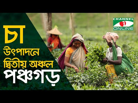 চা উৎপাদনে দ্বিতীয় অঞ্চল পঞ্চগড়