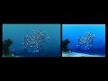 Finding Nemo Wide Screen Vs Full Screen