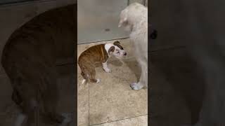 Video preview image #1 American Bulldog Puppy For Sale in Boca Raton, FL, USA