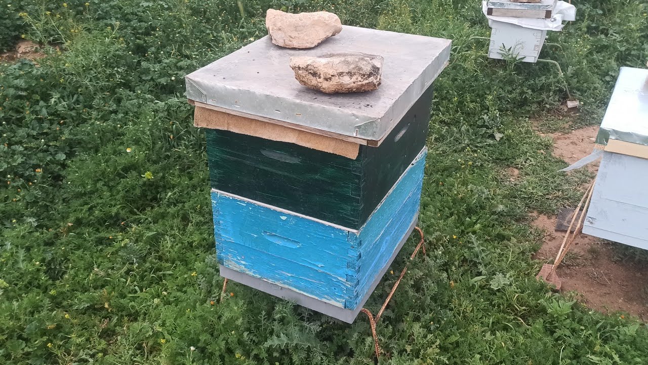 رائع نجاح تقسيم النحل في نفس المكان او في المنحل 2026/03/22