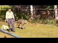 Cheetah Run Sdzsafaripark