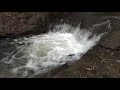 堰を壊した後のサケの遡上　Salmons going up stream after a small dam was broken