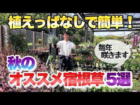 病気や害虫に強い植物 フロックス