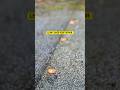 Quick fix of leaky shed roof