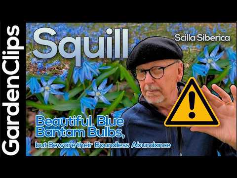 Squil