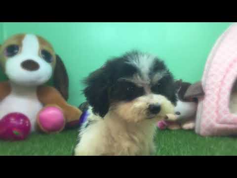 Topdogla- Shih-poo Puppy - Female - Cherry