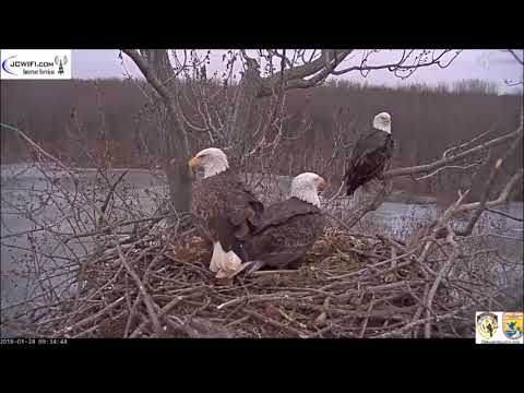 Trio Nest An Eagle Love Story 1-24-2018