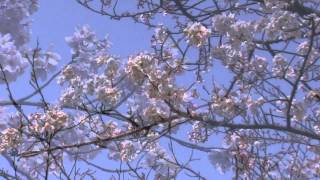 preview picture of video '【ぶらり「日の隈山」桜】神埼市日の隈山'