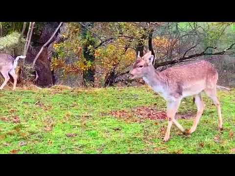 Imagen Gamos y ciervos