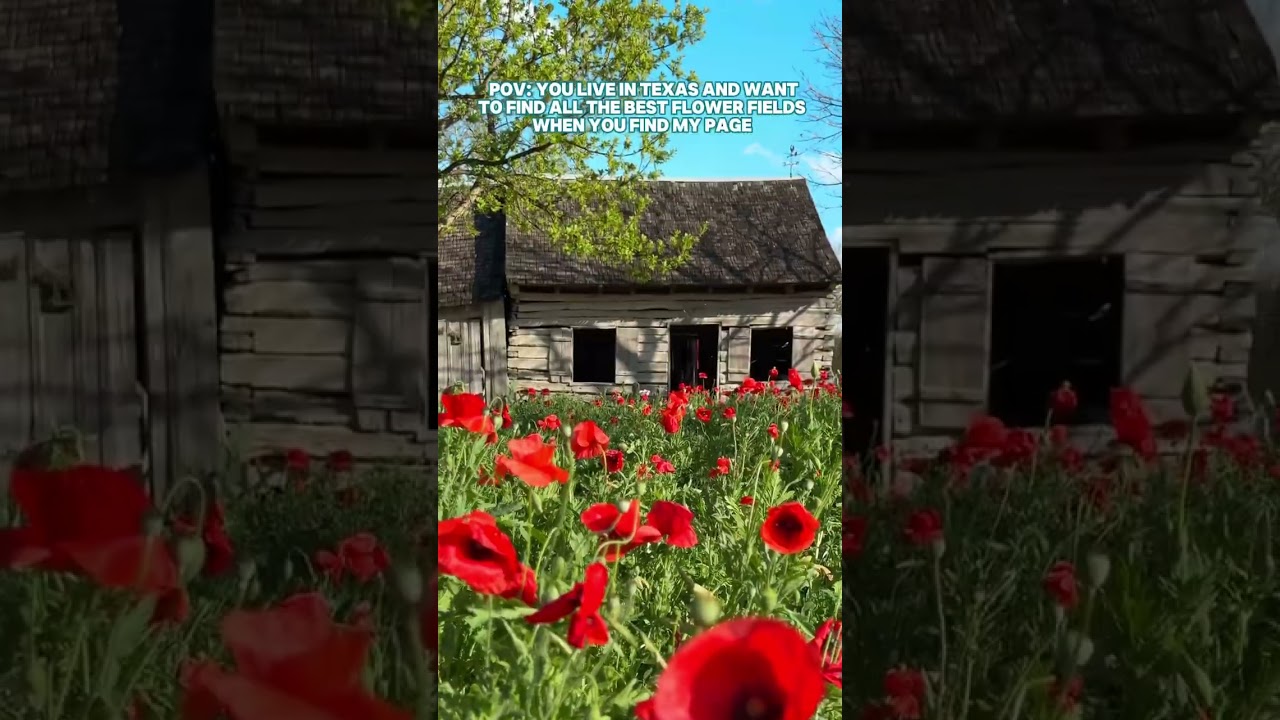 Spring has sprung in Texas and all the flowers are popping up! From bluebonnet and wildflowers