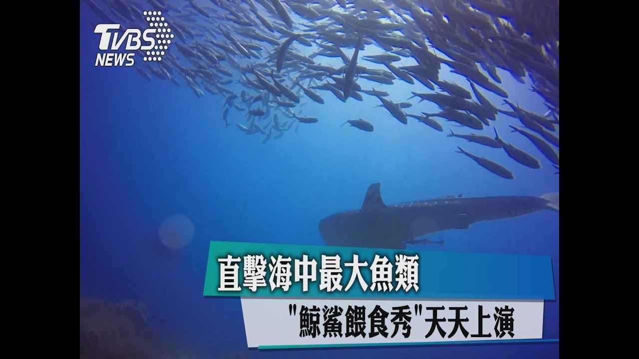 直擊海中最大魚類 「鯨鯊餵食秀」天天上演