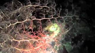 preview picture of video 'Bunaken Basket sea star at night dive'