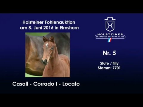 Holsteiner Fohlenauktion im Juni - Nr. 5 v. Casall - Corrado I