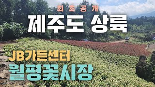 JB가든센터의 물건을 제주도에서 만나볼 수 있는 최초의 나무시장! 어마어마한 조경까지도~!