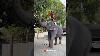 ഇക്കാ ഇനിയും വേണം i kaveri elephant malappuram aana kaveri shorts