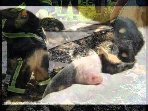 Ir labi rukšiem būt....wmv