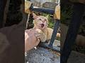 Naughty Orange Cat Bites And Scratches My Finger