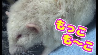 ファンシーラットちょっと変わったクセのある２匹の子が面白くて、可愛らしい！