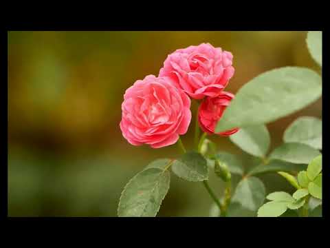 „Vasarėlė" .  Laima Žemaitytė.