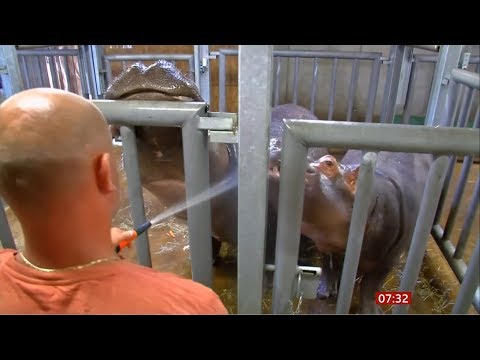 Hippo teeth cleaning (fun story) (Czech Republic) - BBC News - 6th August 2019