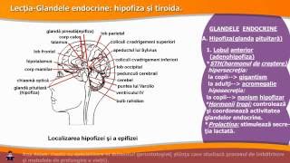 Glandele endocrine: hipofiza și tiroida.