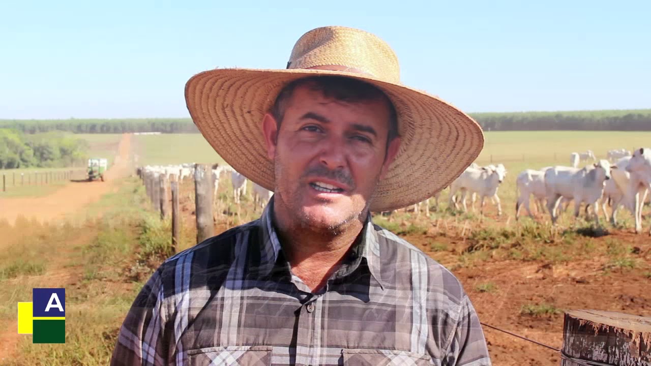 TIP - confinamento de 2.000 bovinos em 100 ha de pasto