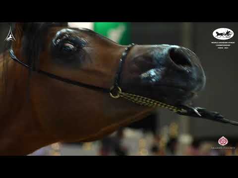 N 85 EL MAESTRO   World Arabian Horse Championship 2021   PARIS   Yearling Colts Class 4B