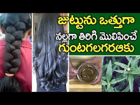 Bhringraj powder for hair growth