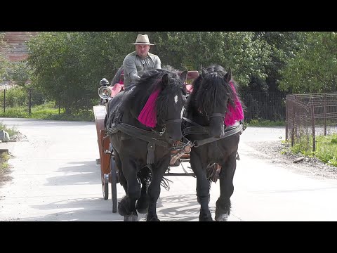 Caii lui dl. Ionuț Râmbu