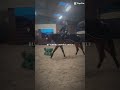 Hongre avec de la taille et de la force