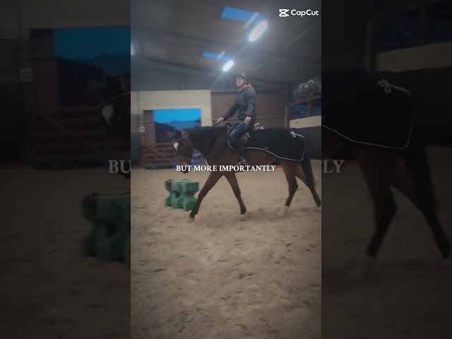 Hongre avec de la taille et de la force 