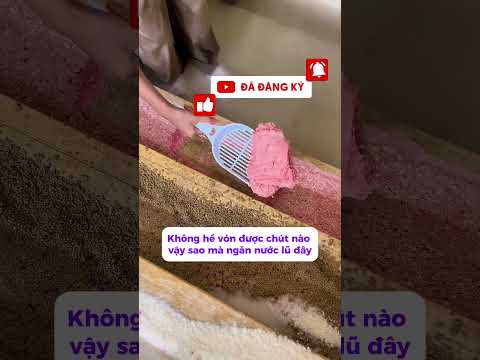 Ôi thôi choếch, nghe theo dân mạng và cái kết #cat #suncats #pets #meo #cute #catvideos #funnycats