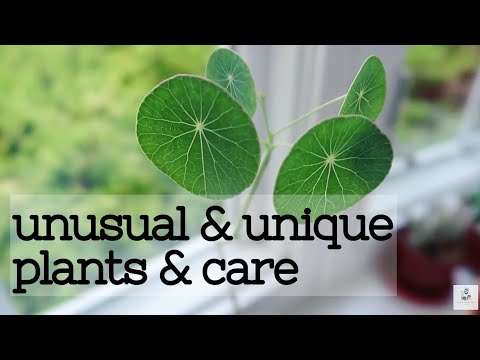 Unusual & Unique Houseplants
